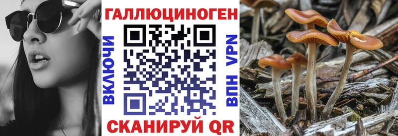 Псилоцибиновые грибы Psilocybe  площадка клад  Шебекино 