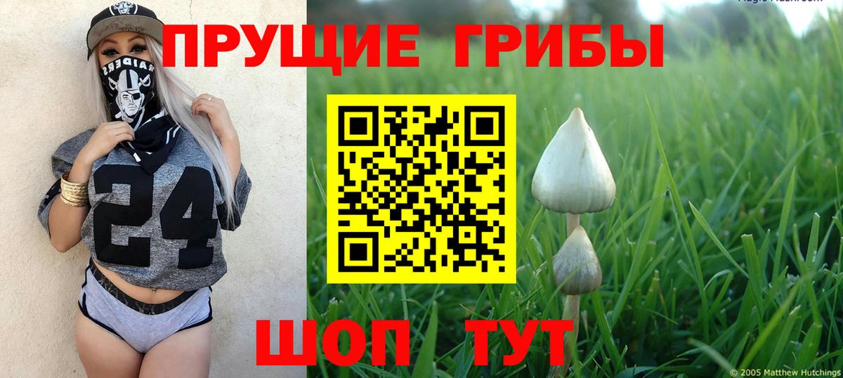 Псилоцибиновые грибы Psilocybine cubensis Шебекино